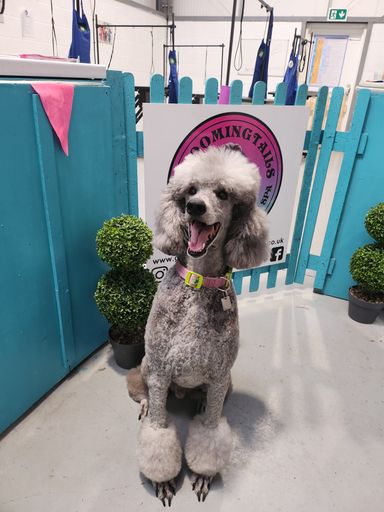 Silver Standard Poodle sits in front of Groomingtails Groom School salon post groom.