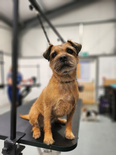Border Terrier on grooming table at Groomingtails Groom School located in Kingsley, Cheshire.