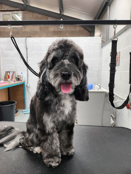Cockapoo being groomed at Groomingtails Groom School at Dog Grooming Taster Day