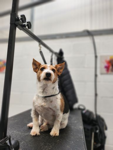 Jack Russell Terrier sat on grooming table at Groomingtails Groom School in Kingsley, Cheshire.