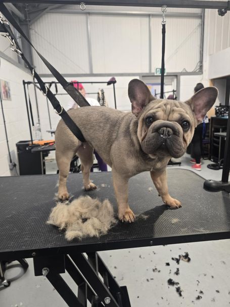 Frenchie enjoying deshed at Groomingtails Groom School during Dog Grooming Taster Day
